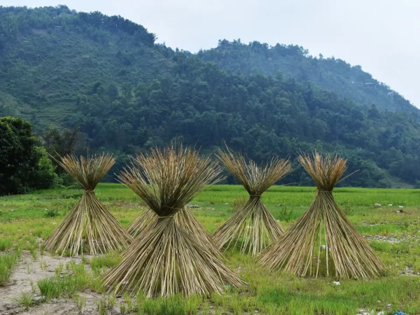 1 Day Easy Trekking in Sapa through Muong Hoa Valley