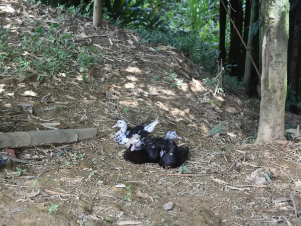 1 Day Easy Trekking in Sapa through Muong Hoa Valley