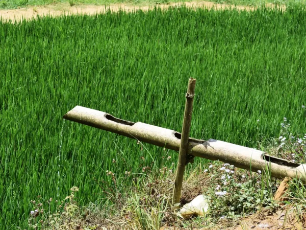 1 Day Easy Trekking in Sapa through Muong Hoa Valley