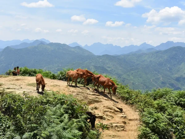 1 Day Moderate Trekking in Sapa Tour