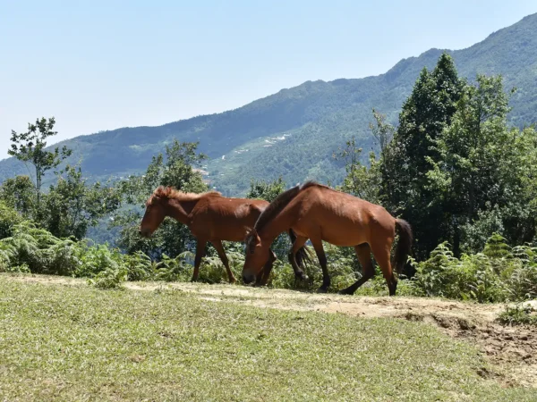 1 Day Moderate Trekking in Sapa Tour