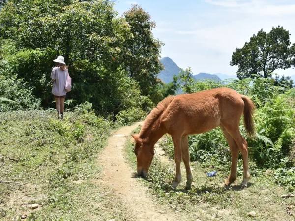 2 Days 1 Night Sapa Trekking & Homestay in Village