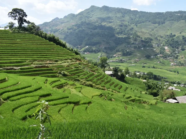 2 Days 1 Night Sapa Trekking & Homestay in Village