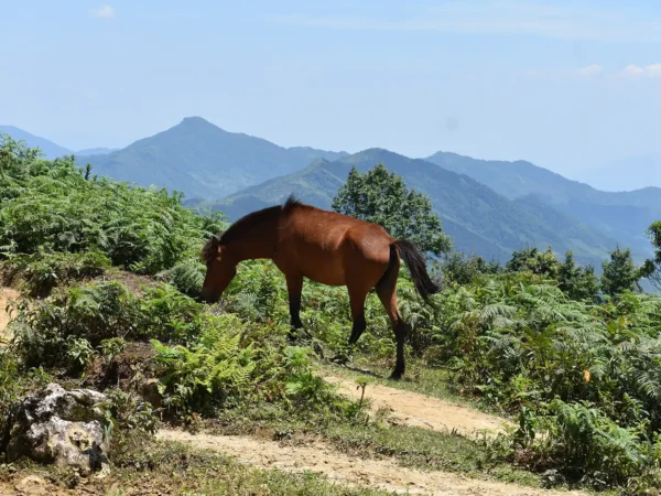 2 Days 1 Night Sapa Trekking & Homestay in Village