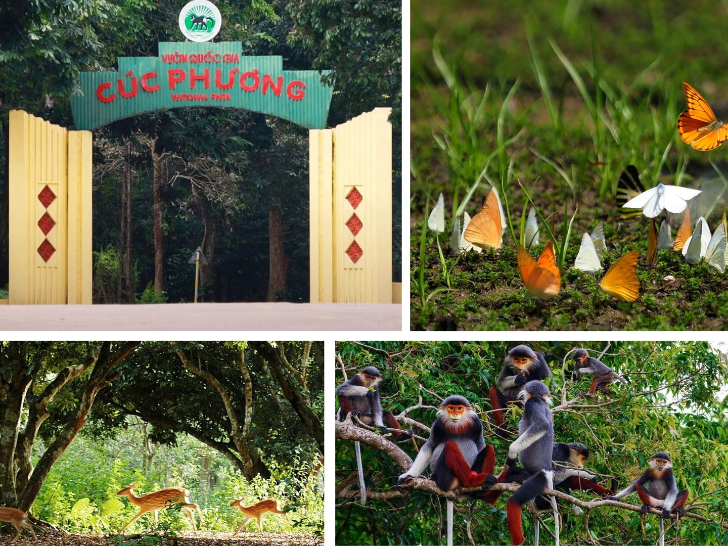 Discover history in Cuc Phuong National Park Vietnam