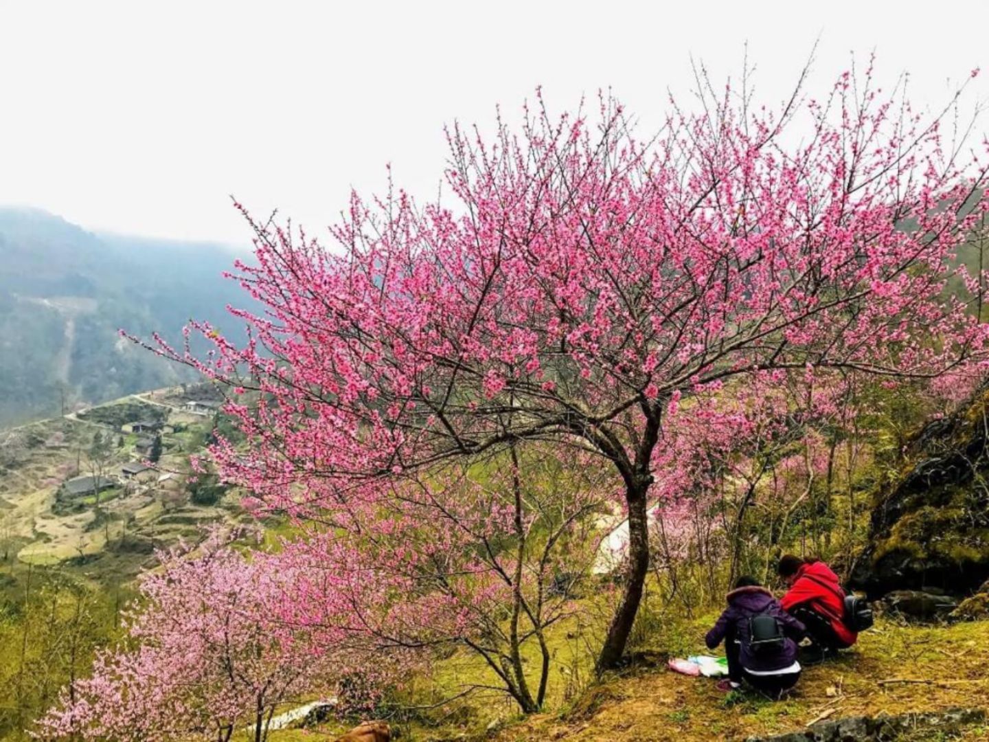 Experience the magic of Ha Giang Loop January