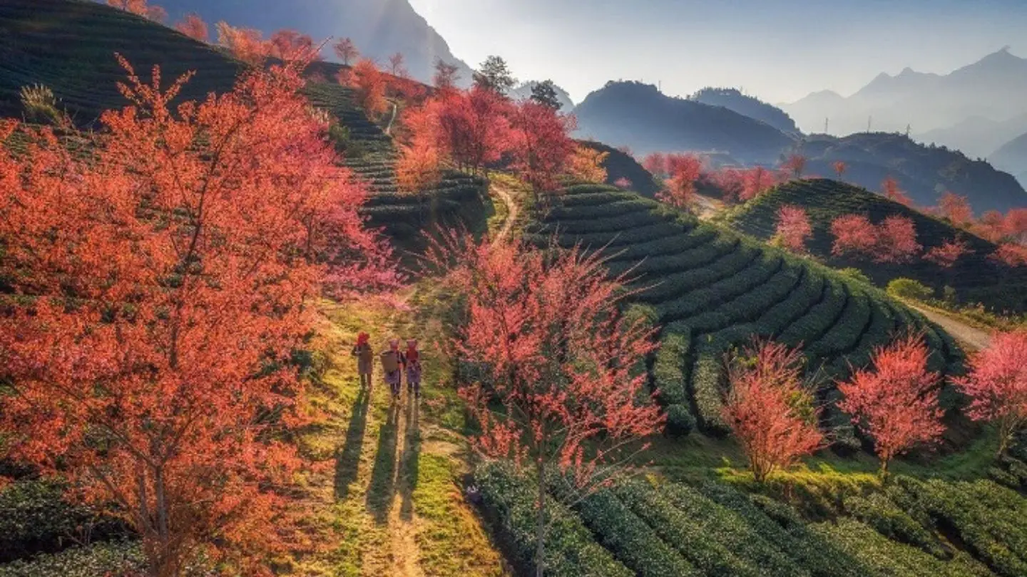 O Long Tea Hill: Sapa’s Enchanting Tea Gardens & Blossom Joy 40 Tea-fields-stretch-across-O-Long-Tea-Hill
