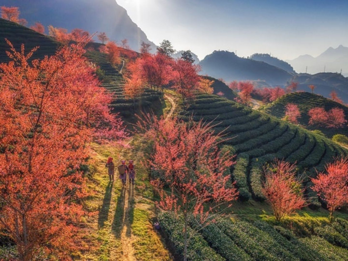 Beautiful landscapes of Sapa in April
