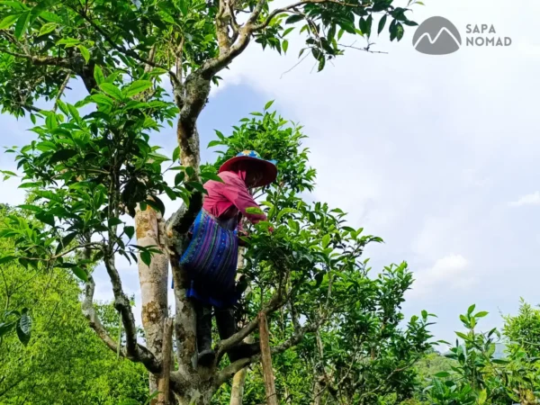 bac ha 2 day private car tour from sapa 12 | Sapa Nomad