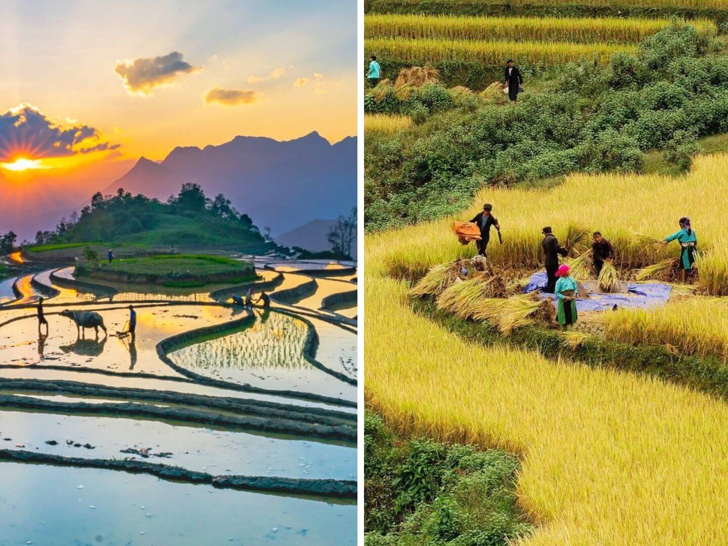 best time to visit Sapa rice fields 1 | Sapa Nomad