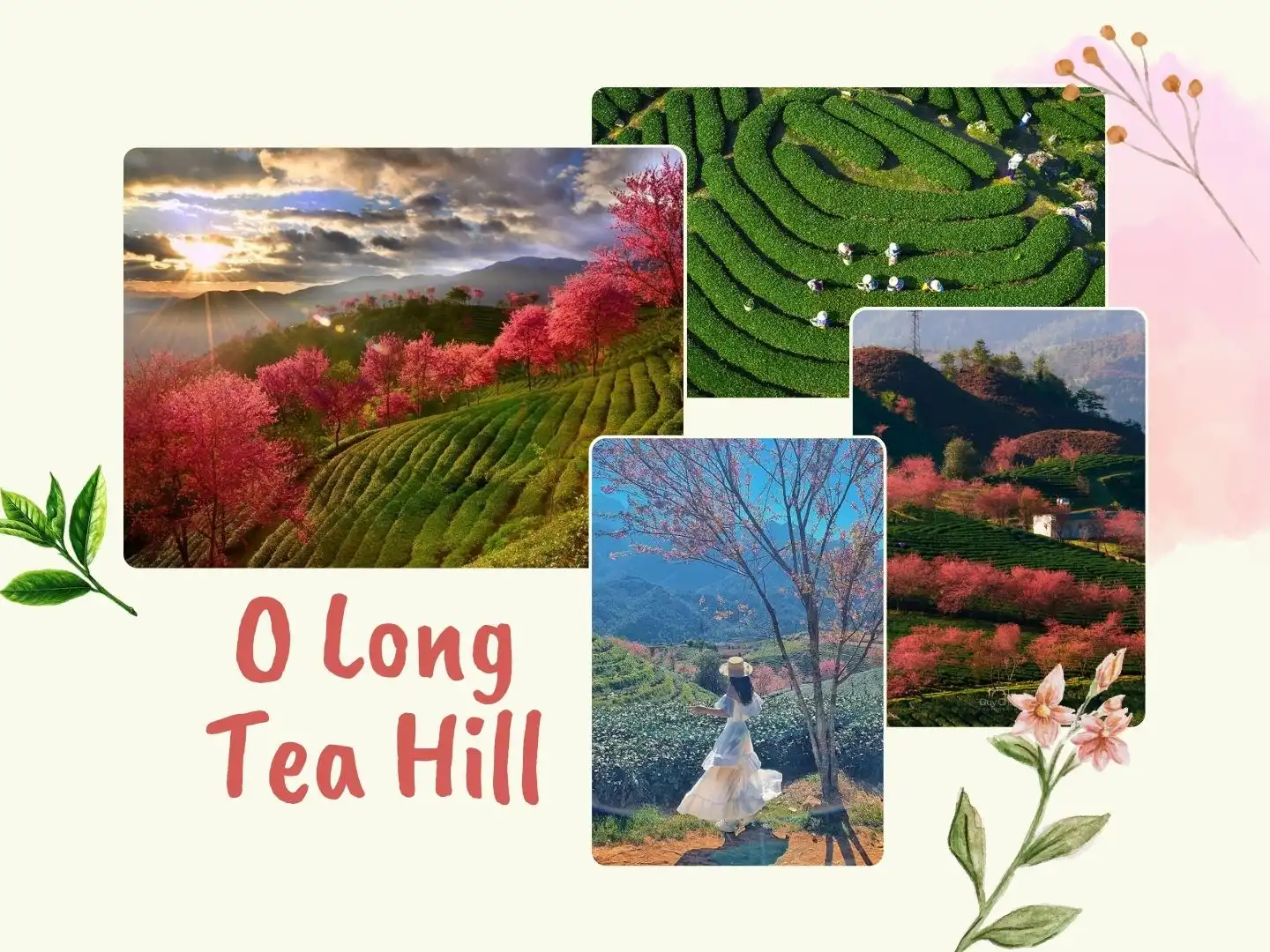 feature O Long Tea Hill | Sapa Nomad