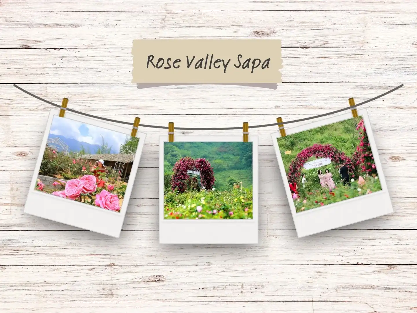 Rose-Valley-Sapa