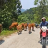 3D3N Ha Giang Loop Tour: Check-in Points, Scenic Rides, & Local Culture by Ha Giang Epic Tour