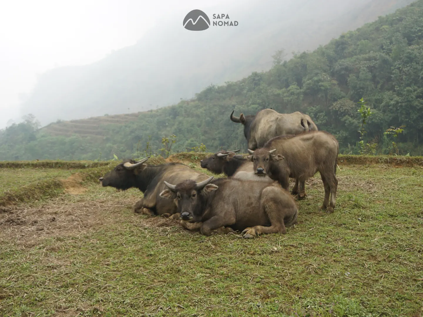 1-Day Sapa Motorbike Tour – O Quy Ho Pass to Ta Giang Phinh (MT3) 15 1-Day Sapa Motorbike Tour – O Quy Ho Pass to Ta Giang Phinh (MT3) - Image 13
