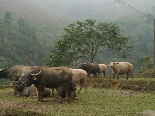 sapa motorbike tour 1 day o quy ho ta giang phinh 6 1 | Sapa Nomad